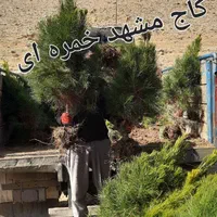 نهال درخت گل گلدان چنار گردو سرو کاج زیتون انجیر|گل و گیاه طبیعی|شیراز, رکن‌آباد|دیوار