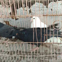 کبوتر|پرنده|ابهر, |دیوار