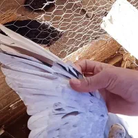 کبوتران سرور|پرنده|مبارکه, |دیوار