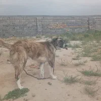 سگ نگهبان|سگ|قوچان, |دیوار