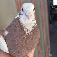 ماده سرخ و سفید پاپری