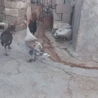 فروش بوقلمون ماده