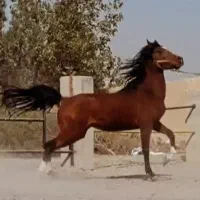 اسب/مادیان/زیر قیمت