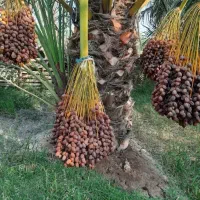 نخل‌هات خرج می‌تراشن/ولی خرمای درست‌وحسابی نمی‌دن