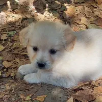 ۳ عدد توله اشپیتز