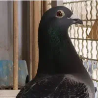جوجه پلاکی