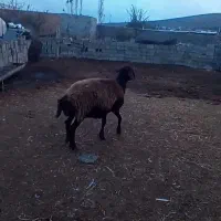 گوسفند