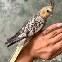 عروس هلندی گل باقالی