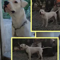 داگو ارژانتینو نر