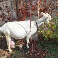 بز سانن ماده