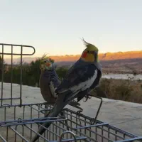 دو عدد عروس هلندی|پرنده|کوهدشت, |دیوار