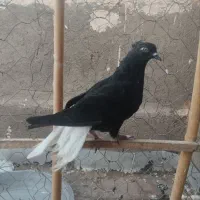 کبوتر دم سفید