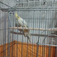 عروس هلندی ماده بالغ