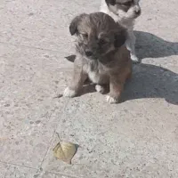 سگ اشپیتزبه همراه۷تا بچه ۴۵روزه