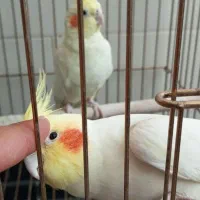 عروس هلندی|پرنده|جوانرود, |دیوار