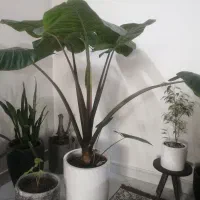 گل بابا آدم