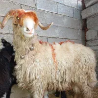 کووه تخمی|حیوانات مزرعه|اندیکا, |دیوار