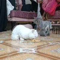 واگذاری دو عدد گربه پرشین .