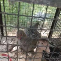 مرغ خروس برهماکوکو،لاکنولدر،لاری اوشامو ترکیه لهست