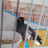 مرغ مینا سخنگو