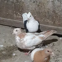مقلف ۲تا ۵پری