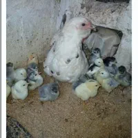 جوجه گلین توسی خوازم|حیوانات مزرعه|گچی, |دیوار