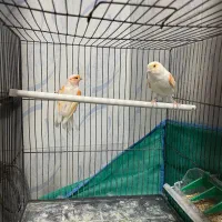 جفت موزائیکی