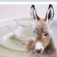 شیر الاغ،شیرخر درمان سرطان،آسم دوشیدن در حضورمشتری