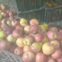 فروش عمده سیب درجه یک و دو|خوردنی و آشامیدنی|صائین قلعه, |دیوار