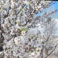 زمین۱۴۶۰متر در سیوان