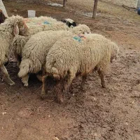 فروش گوسفند داشتی