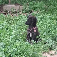 سگ پاکوتاه سیاه نر