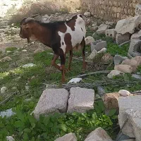 کهره نر|حیوانات مزرعه|مهر, |دیوار