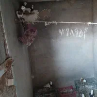 کبوتر