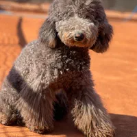 توله پودل استاندارد با رنگ کمیاب نقره ای-بلو|سگ|شیراز, پارک آزادی|دیوار