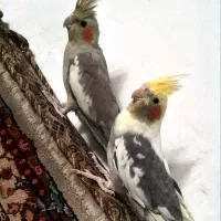 عر.وس هلند.ی و قفس