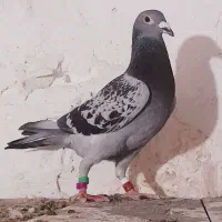 نرمگس پلاکی مسافتی