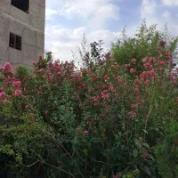 گل و گیاه درختچه( توری )گلدار کم آب|گل و گیاه طبیعی|تهران, سلسبیل جنوبی|دیوار