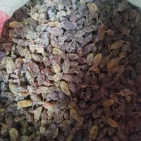 کشمش بندی سبز امسالی