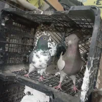 کفتر کبوتر پرشی