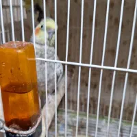 عروس هلندی|پرنده|لاهیجان, لیالستان|دیوار