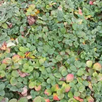 توت فرنگی سابرینا|خدمات باغبانی و درختکاری|مزرعه کتول, |دیوار