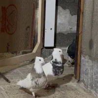 کبوتر طوقی جفت زرین و هفت رنگ