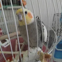 سالمه وسرحاله|پرنده|رشت, حومه رشت|دیوار