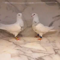 کفتر قره زرد بزک طوقی هفت رنگ ساده کاکلی|پرنده|مشهد, قائم|دیوار