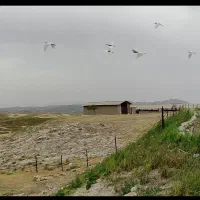 فروش دامداری 500 راسی