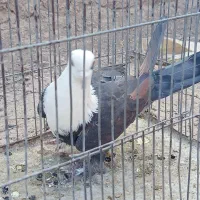 ماده سر مخملی خوشکل