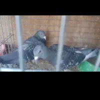 یک جفت پلاکی