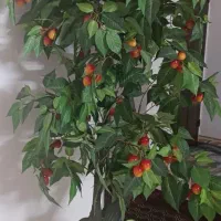 درختچه خارجی ( عکس رو کامل باز کنید)