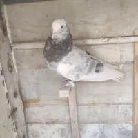 کبوتر|پرنده|شیراز, نصر|دیوار